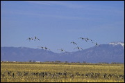  ,  , Alamosa, United States of America, Wildlife, Birds