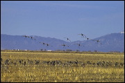  ,  , Alamosa, United States of America, Wildlife, Birds