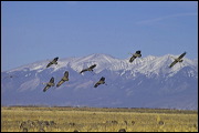  ,  , Alamosa, United States of America, Wildlife, Birds