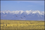  ,  , Alamosa, United States of America, Wildlife, Birds