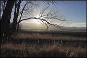  ,  , Alamosa, United States of America, Wildlife, Birds