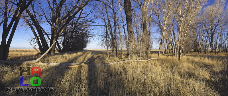 Breeding & feeding Grounds, The wetlands of the Alamosa Wildlife Refuge provide valuable, rare feeding and breeding grounds for many birds and other wildlife., Alamosa, Colorado, Wildlife, Birds, Panorama, Breeding Grounds, Feeding Grounds, 21129-21133_flat.jpg