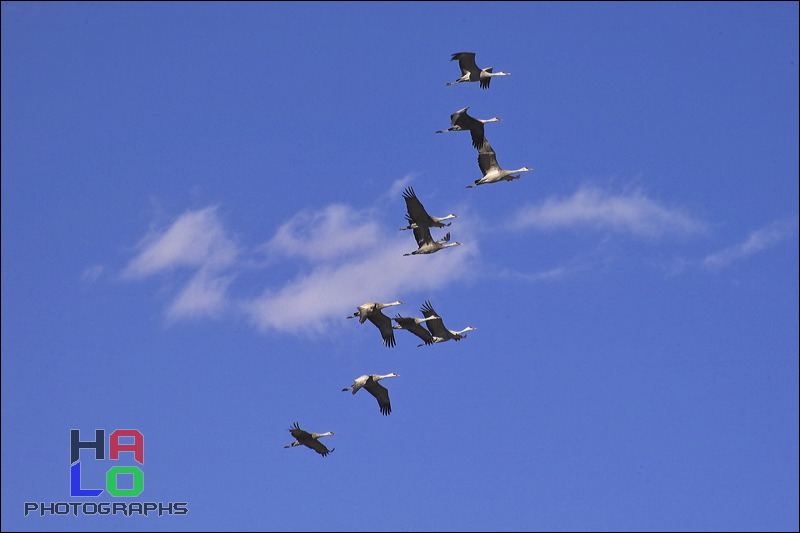  ,  , Alamosa, Colorado, Wildlife, Birds, img20918.jpg