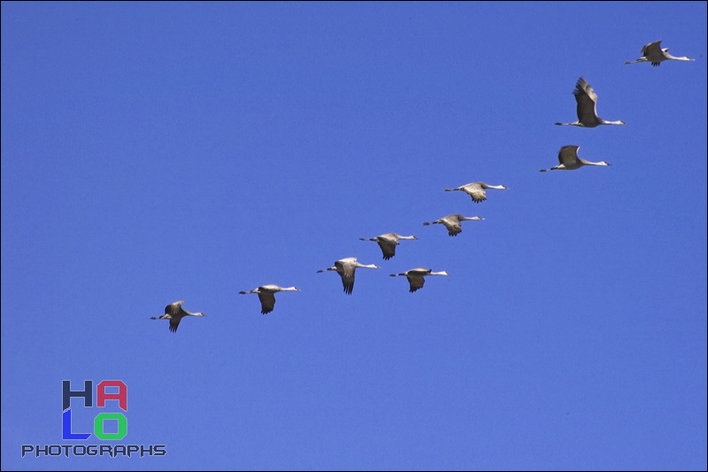  ,  , Alamosa, Colorado, Wildlife, Birds, img20919.jpg