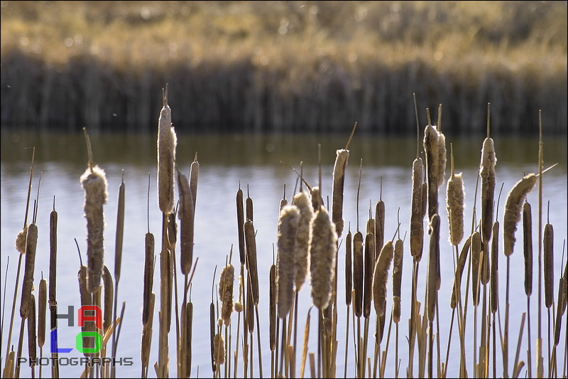  ,  , Alamosa, Colorado, Wildlife, Birds, img20928.jpg