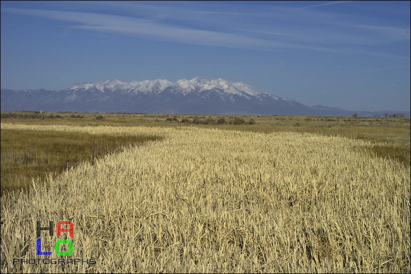  ,  , Alamosa, Colorado, Wildlife, Birds, img20935.jpg