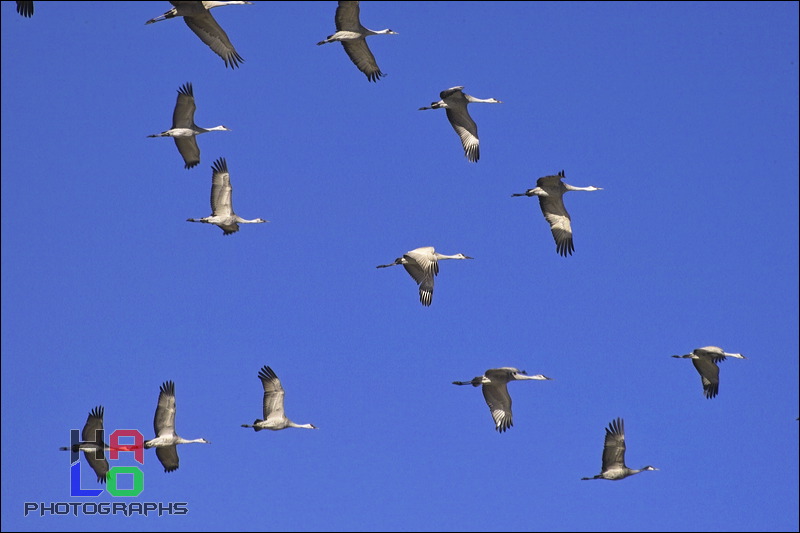  ,  , Alamosa, Colorado, Wildlife, Birds, img20942.jpg