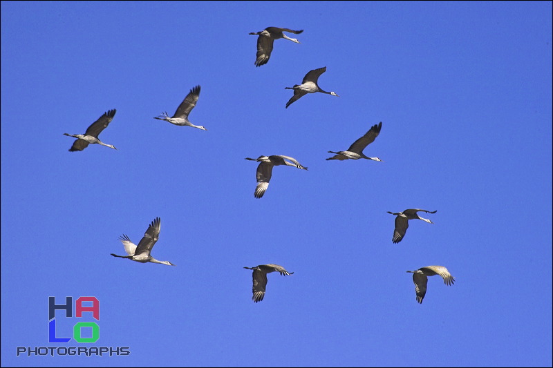  ,  , Alamosa, Colorado, Wildlife, Birds, img20943.jpg