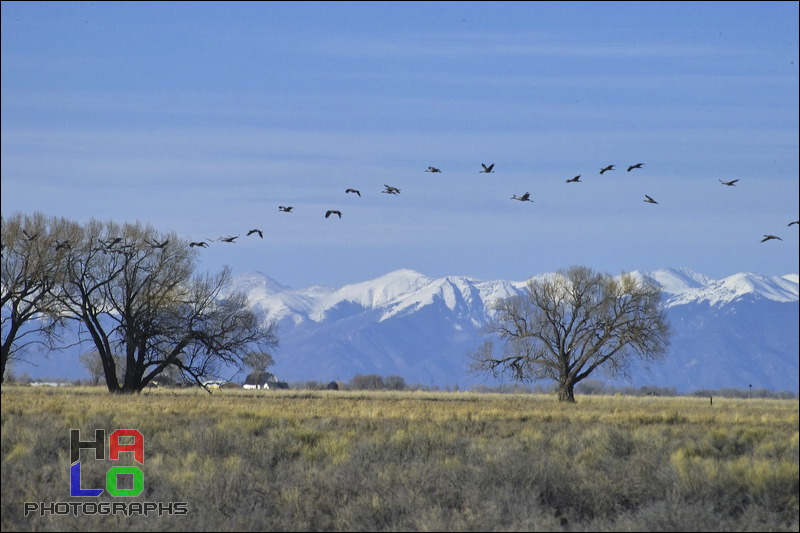  ,  , Alamosa, Colorado, Wildlife, Birds, img21001.jpg