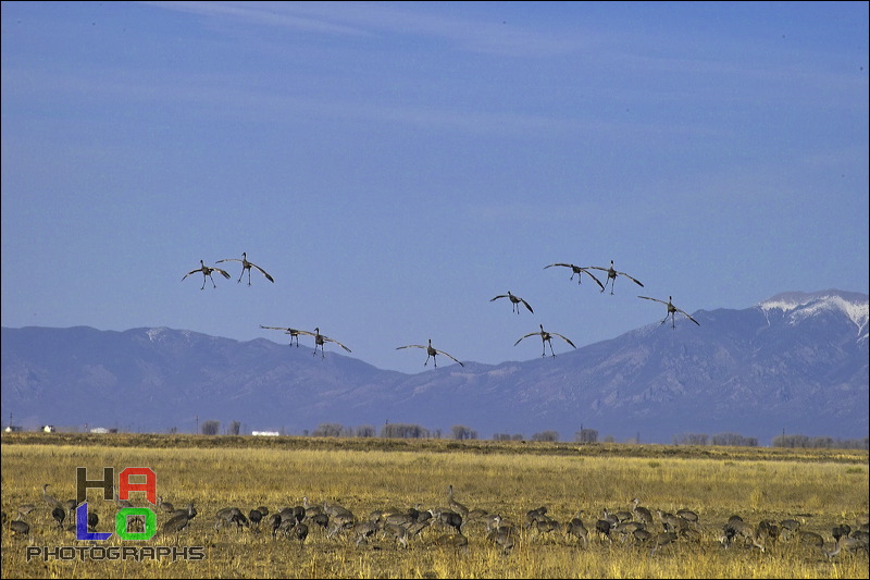  ,  , Alamosa, Colorado, Wildlife, Birds, img21016.jpg