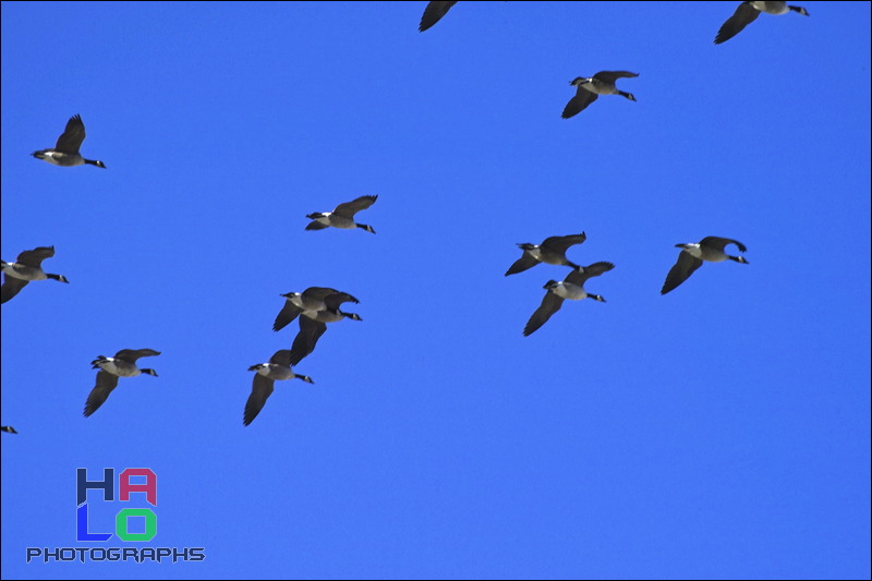  ,  , Alamosa, Colorado, Wildlife, Birds, img21082.jpg