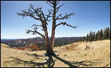 Looking South West out of Bryce Canyon, <br>, 2006 / 04_18 NP Bryce Canyon, Tropic City, United States of America, Erosion, Weather, Colorado Plateau, The Grand Staircase, Sun, Horizon, Sky, Tree, Cliffs, Forest