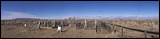 Cemetary overlooking the Alamosa Wildlife Refuge, The Alamosa Wildlife Refuge provides extended feeding and breeding grounds for many migrating birds and other game.<br>, 2006 / 04_05 Alamosa Wildlife Refugee 2, Alamosa, United States of America, Panorama, Wildlife, Birds, Cemetary, Breeding Grounds, Feeding Grounds, Morning, Sun, Horizon, Sky