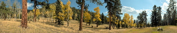 Panorama of Woods Haven, Evans Ranch, Evergreen, UNITED STATES, 9000 feet site, Quacking Aspens, Ponderosas and other Pine tress near the 9000 feet site in Woodshaven Preserve.,  